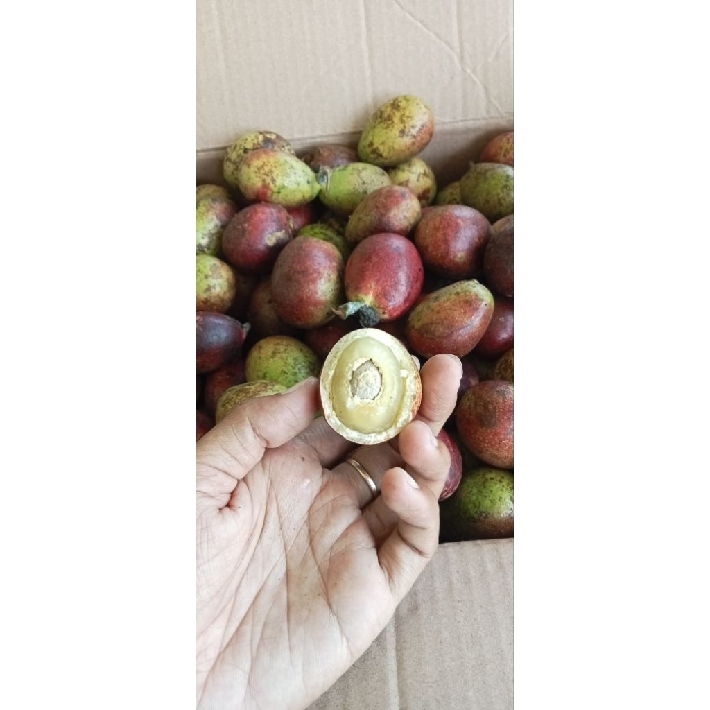 

Matoa nyus daging tebal 1kg