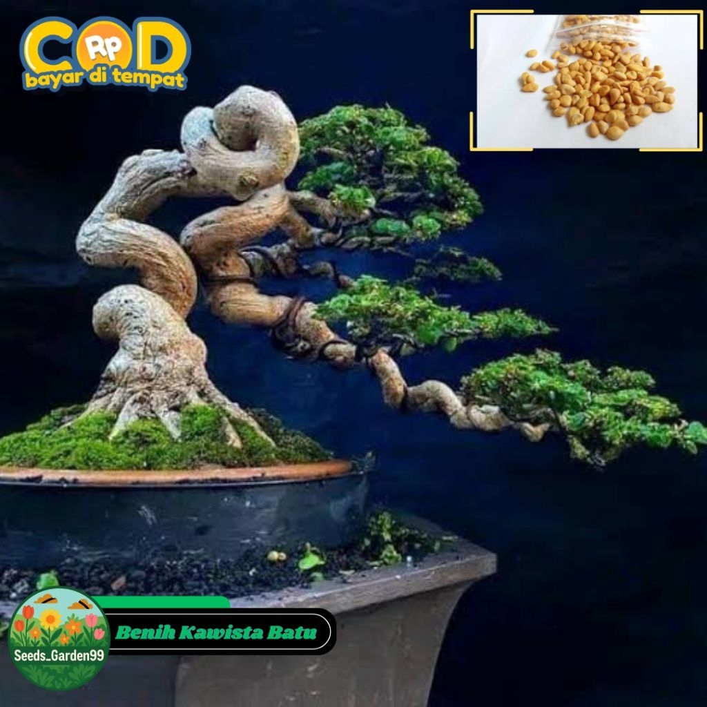 30 BUTIR BIJI/BENIH TANAMAN KAWISTA BATU (Bahan Bonsai)