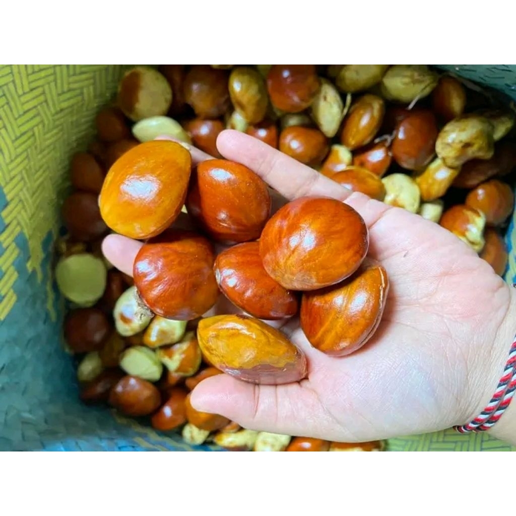 

Jengkol Tua Super Dijamin Fresh dan Segar