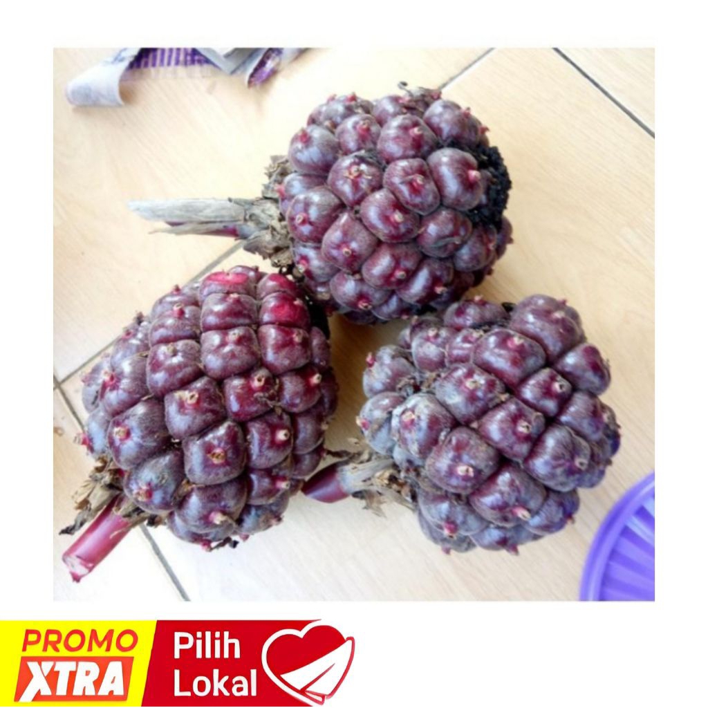 

BUAH KECOMBRANG LAKA /HONJE LAKA SUPER BIBIT FRESH 1KG