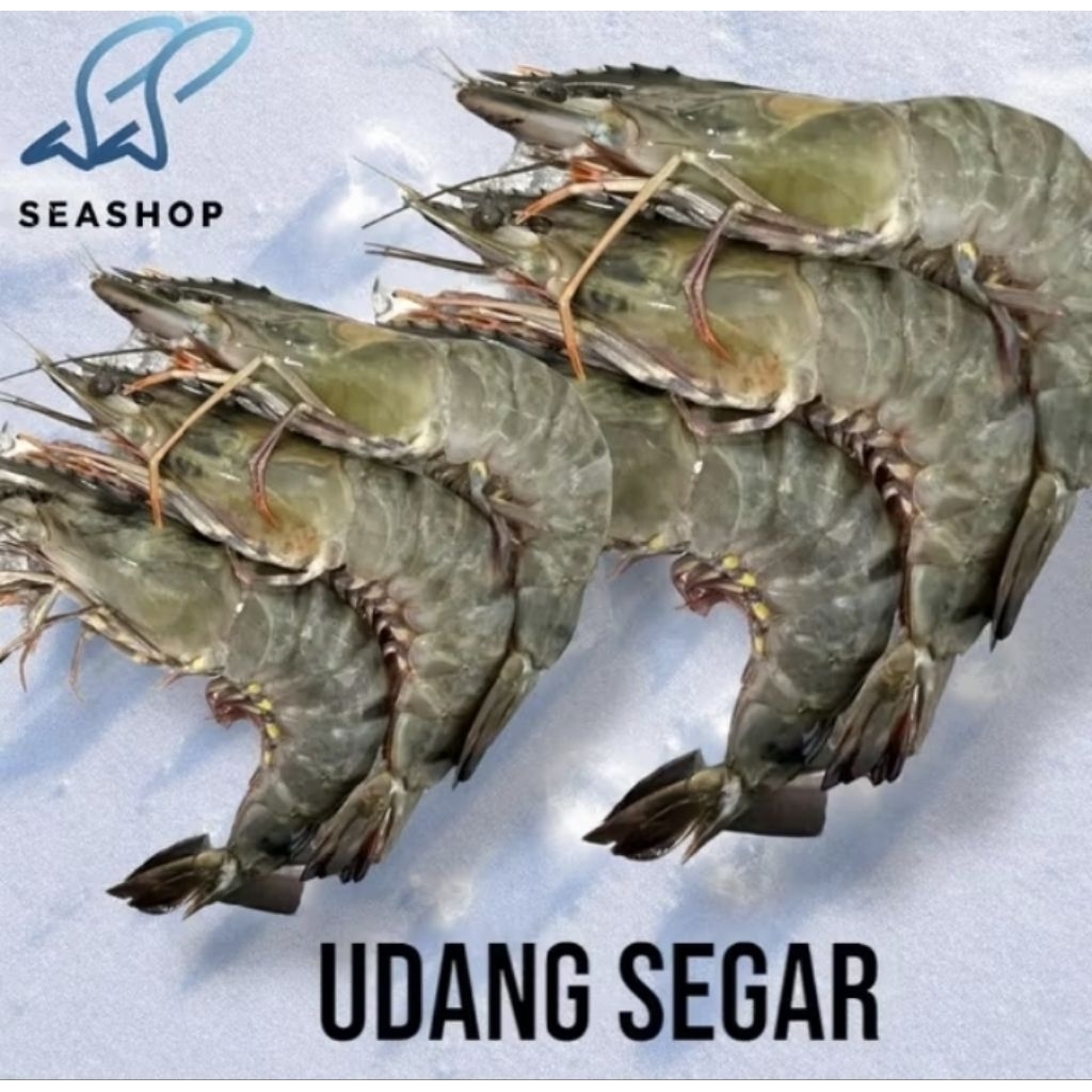

Udang Tiger Windu - Udang Pacet Segar - Udang Fresh 1kg