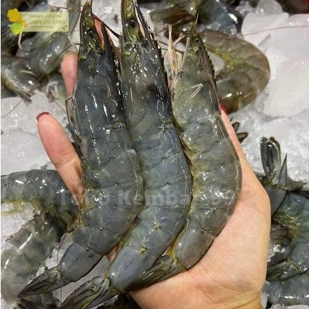 

Udang Vaname Segar Udang Vaname 1Kg / All Variant Udang Vaname