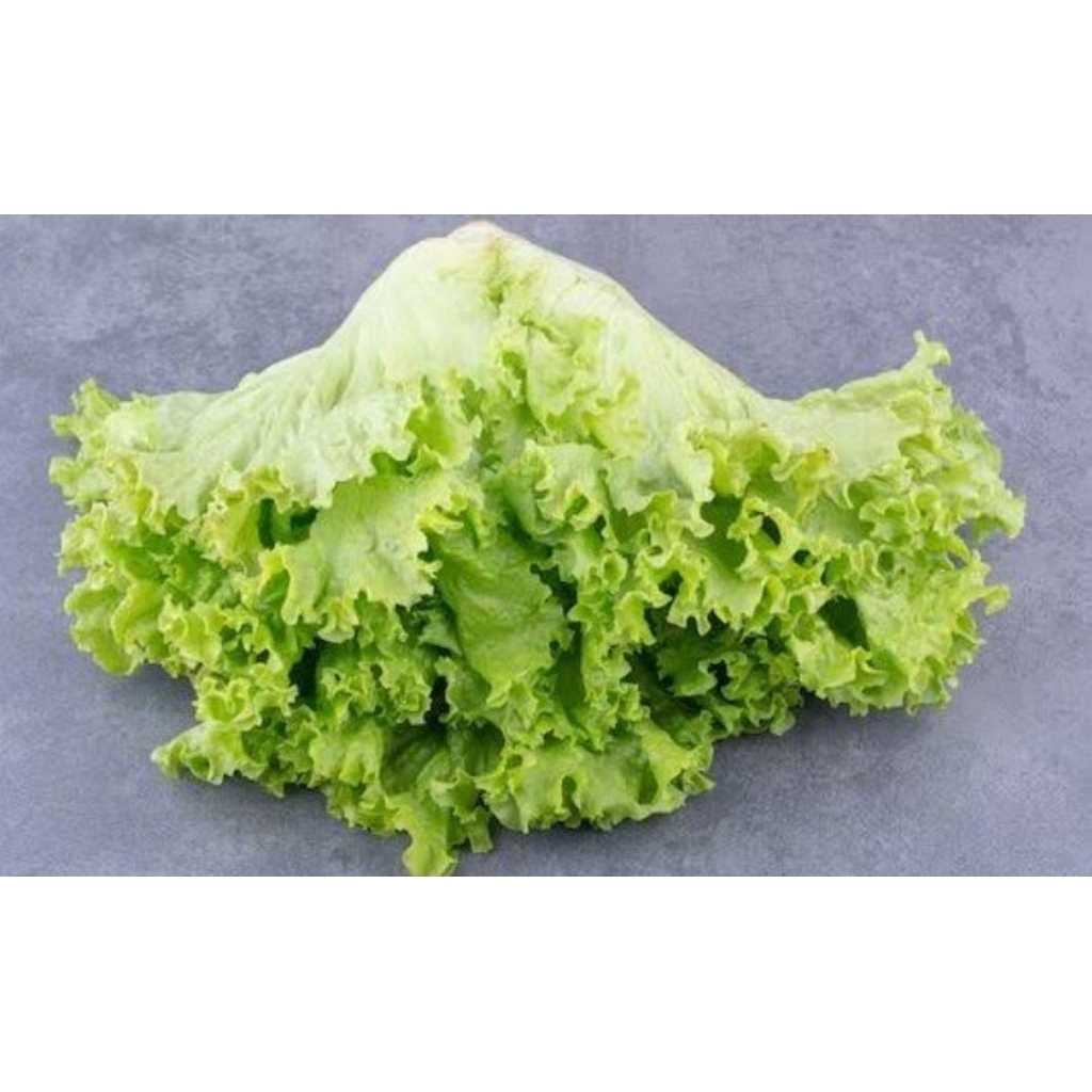 

seladah kriting/seladah bokor 500g