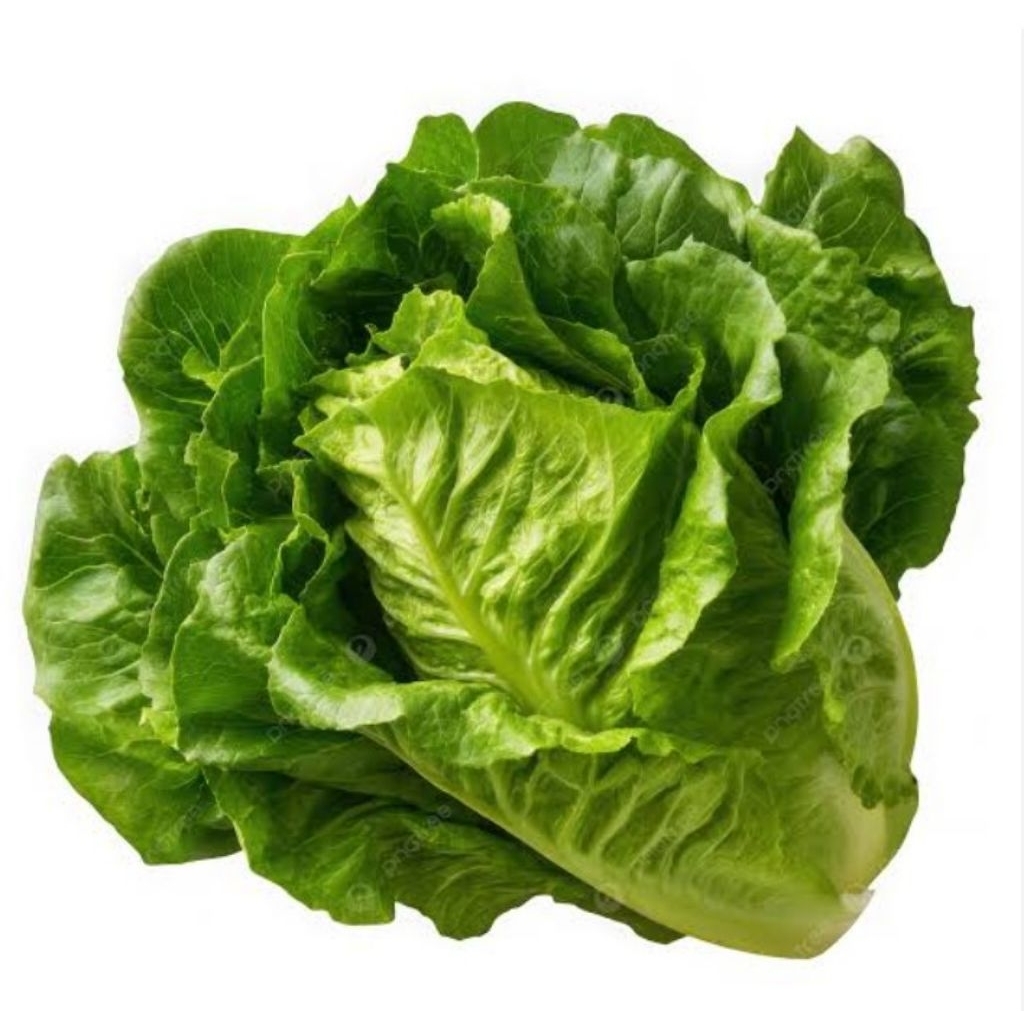 

romen/seladah romen 500g