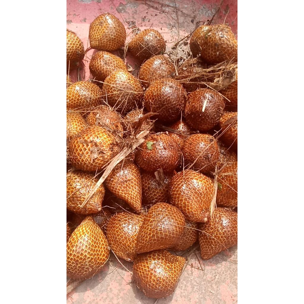 

salak madu frees 1kg