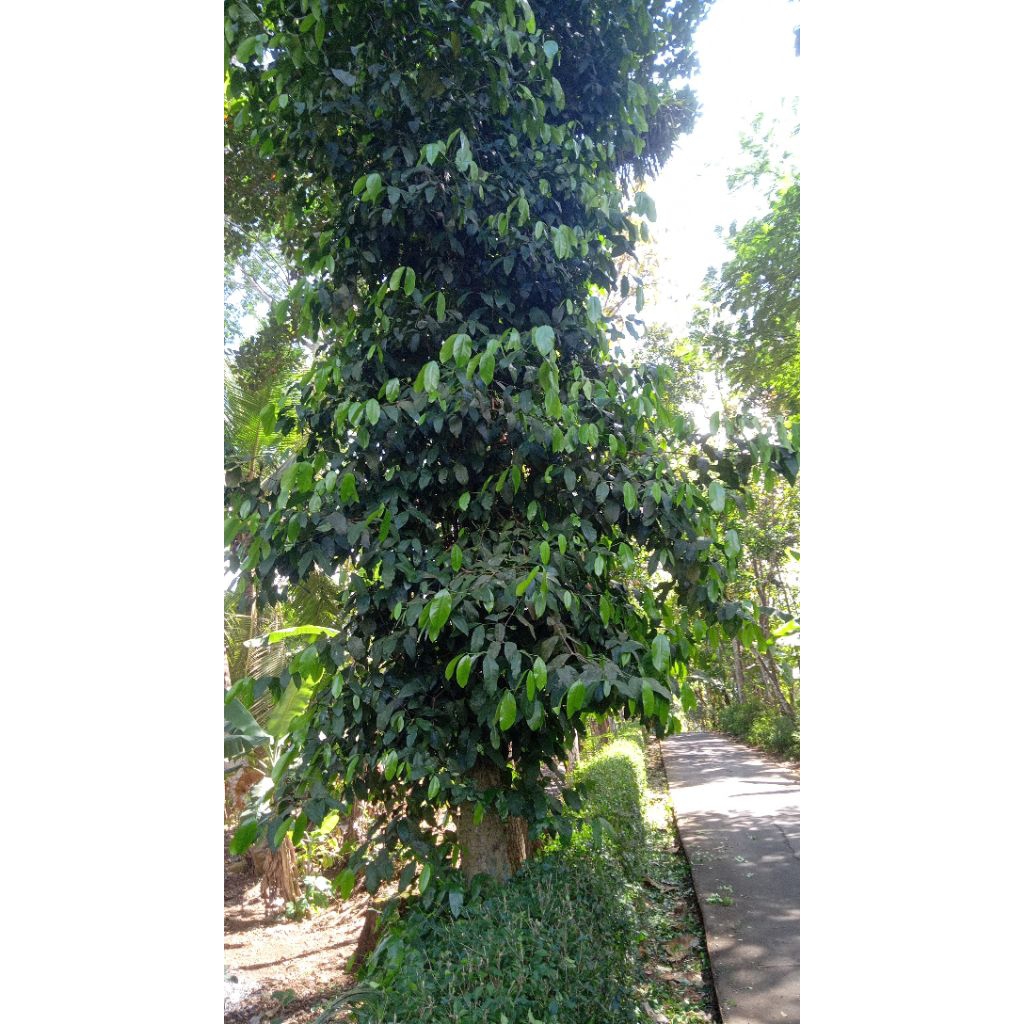 

Daun so/melinjo muda