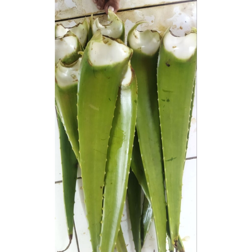 

Pelepah Batang Aloevera Lidah Buaya - Sedang