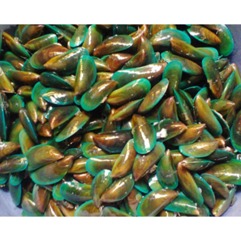 

Kerang hijau | Kerang hijau kupas | JBP_Fresh