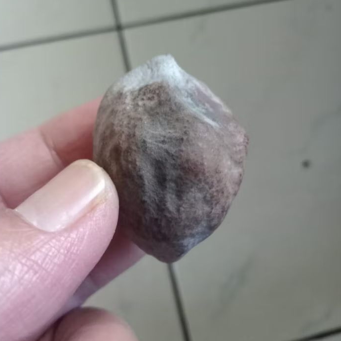 Kemiri Adu Muncang Adu LK Ori Urgen Petot Penyok