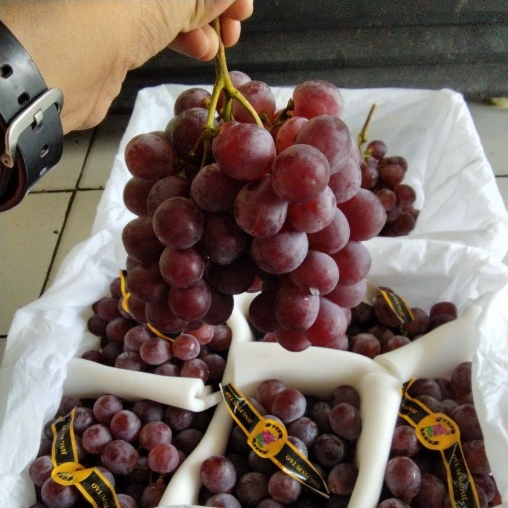

Anggur Merah Premium Manis Fresh