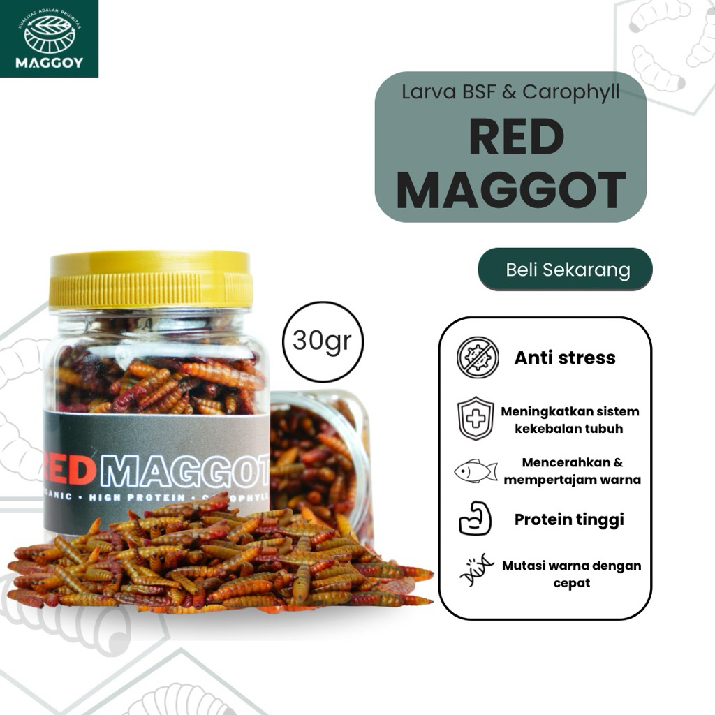 maggot kering warna merah maggot kering magot kering merah maggot bsf kering warna merah