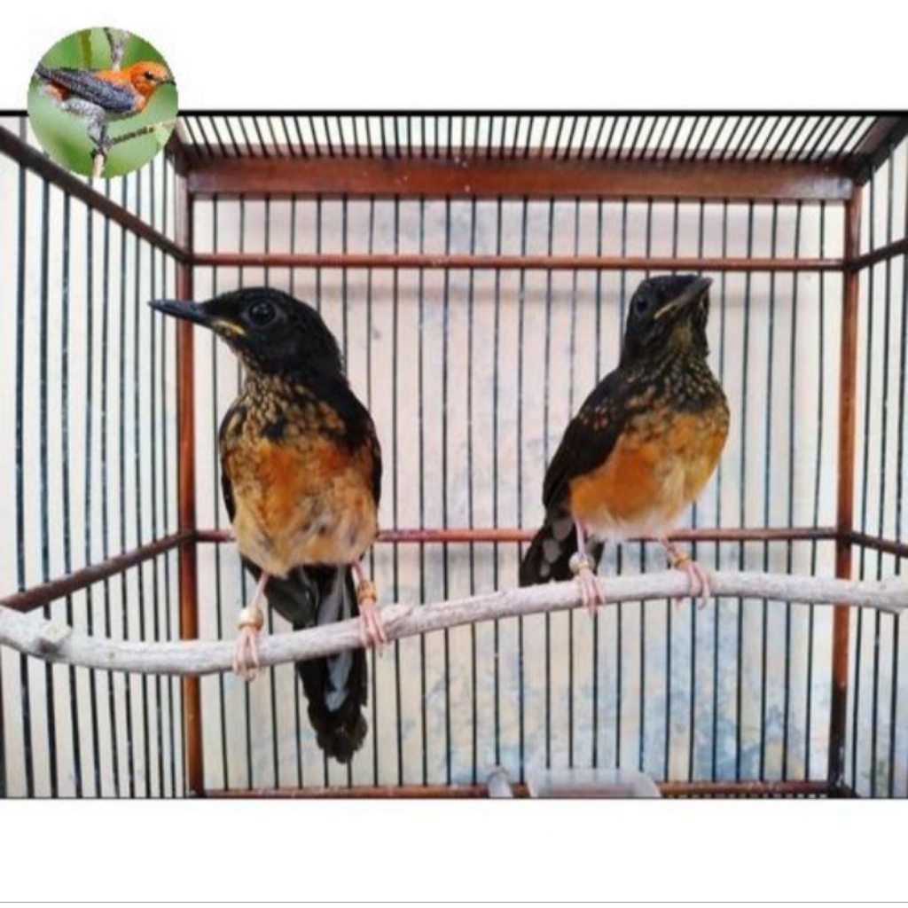 murai trotolan jantan