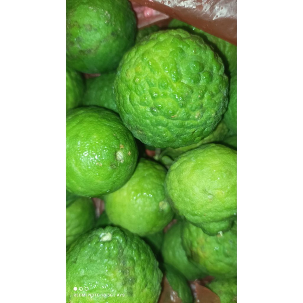 

Asam Jungga Uttei Jungga Jeruk Jungga Naniura Jeruk Sundai