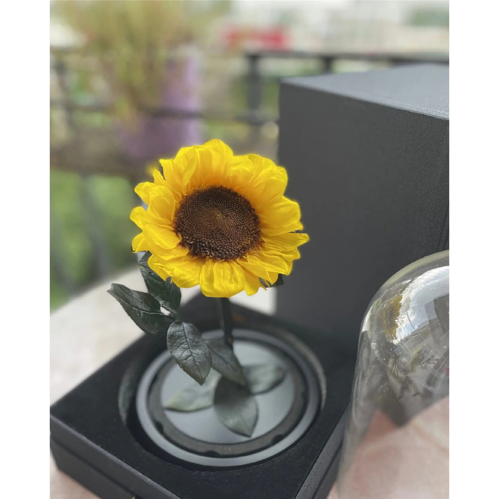 Sunflower Dome – Eternal Sunshine in Bloom bunga gelas abadi beauty and the beast hadiah elegant exc