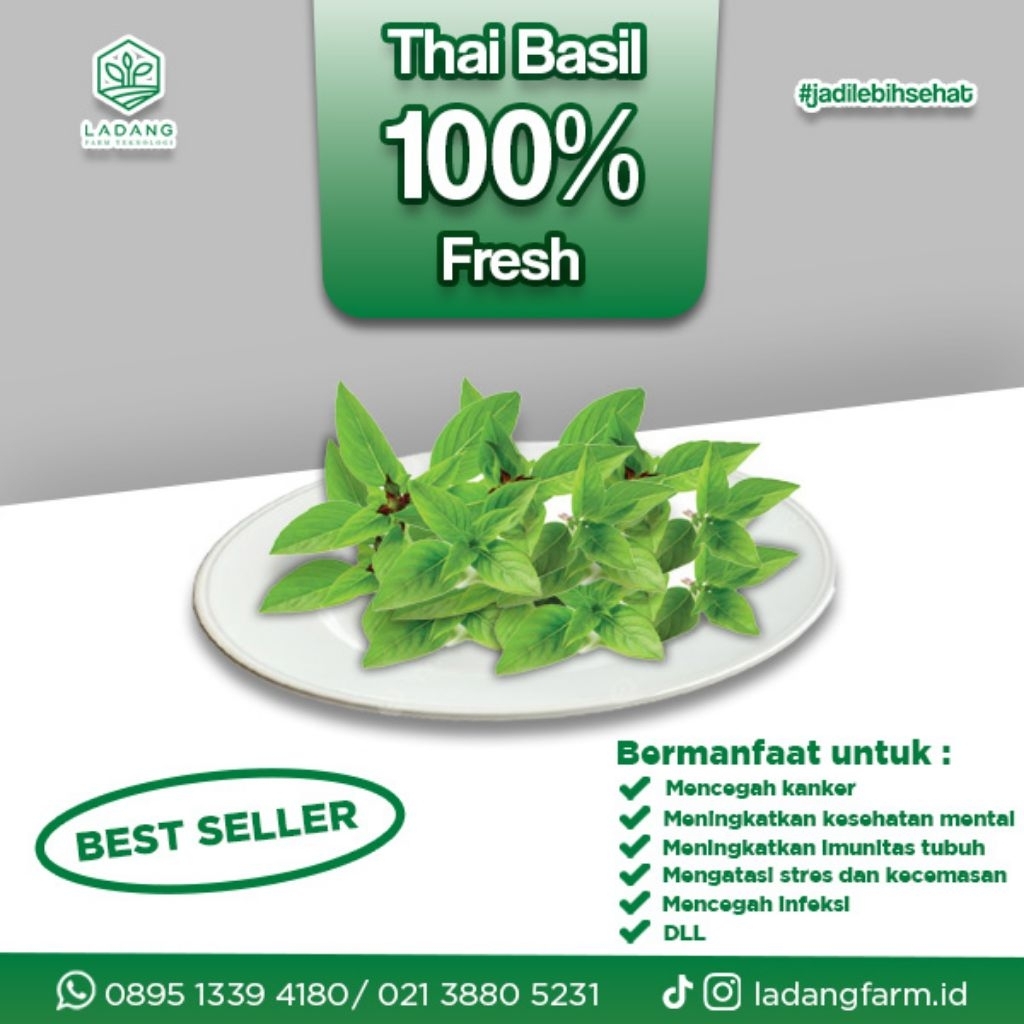 

Thai Basil Fresh wangi & Langsung Panen