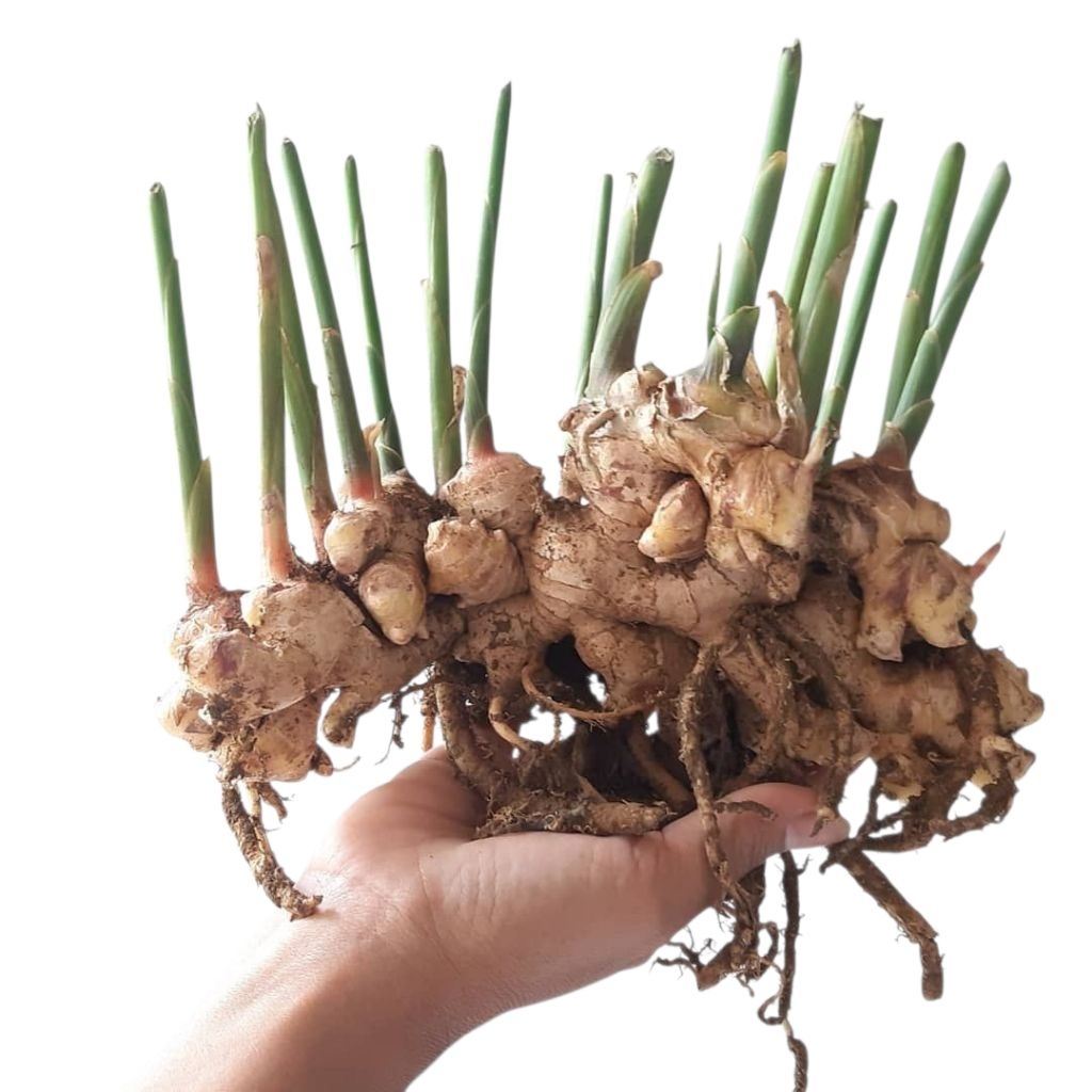 

jahe emprit segar 1kg,bumbu dapur rempah