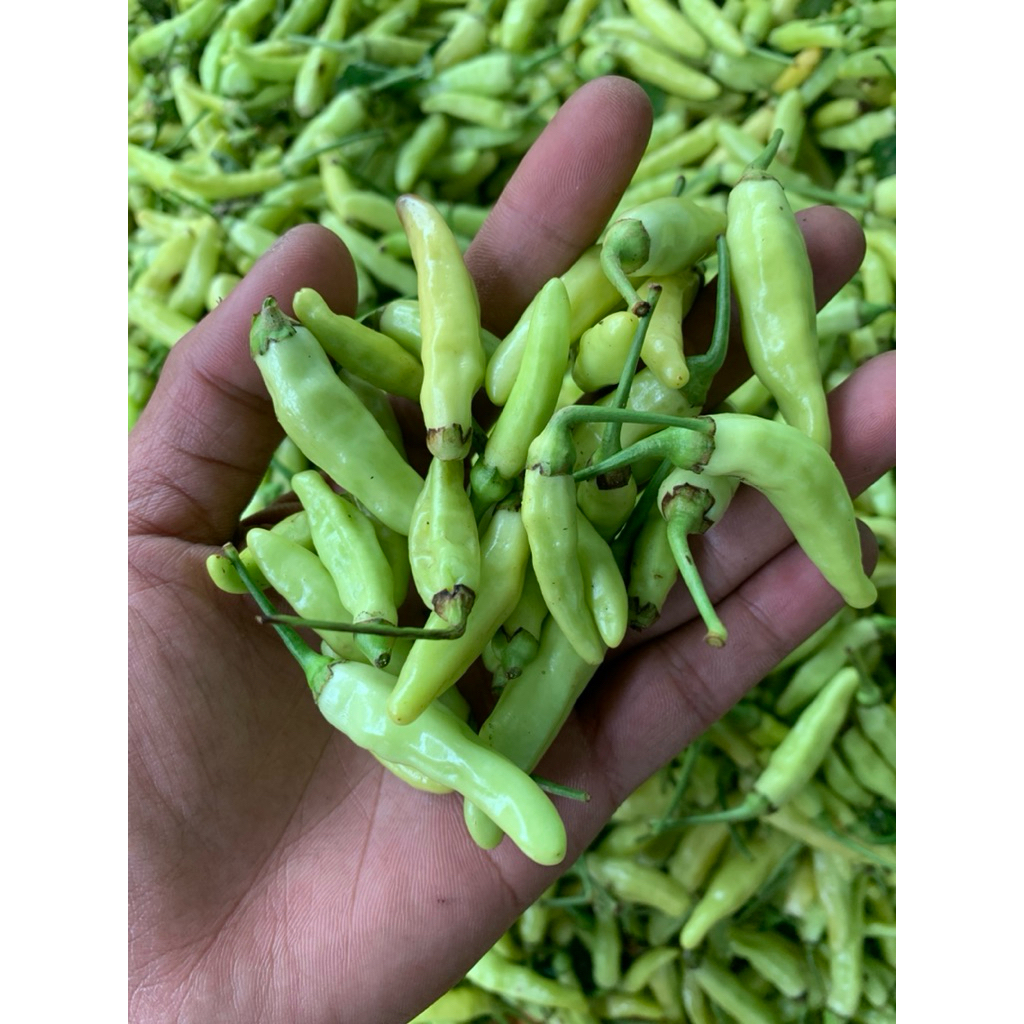 

Cabe rawit putih hijau