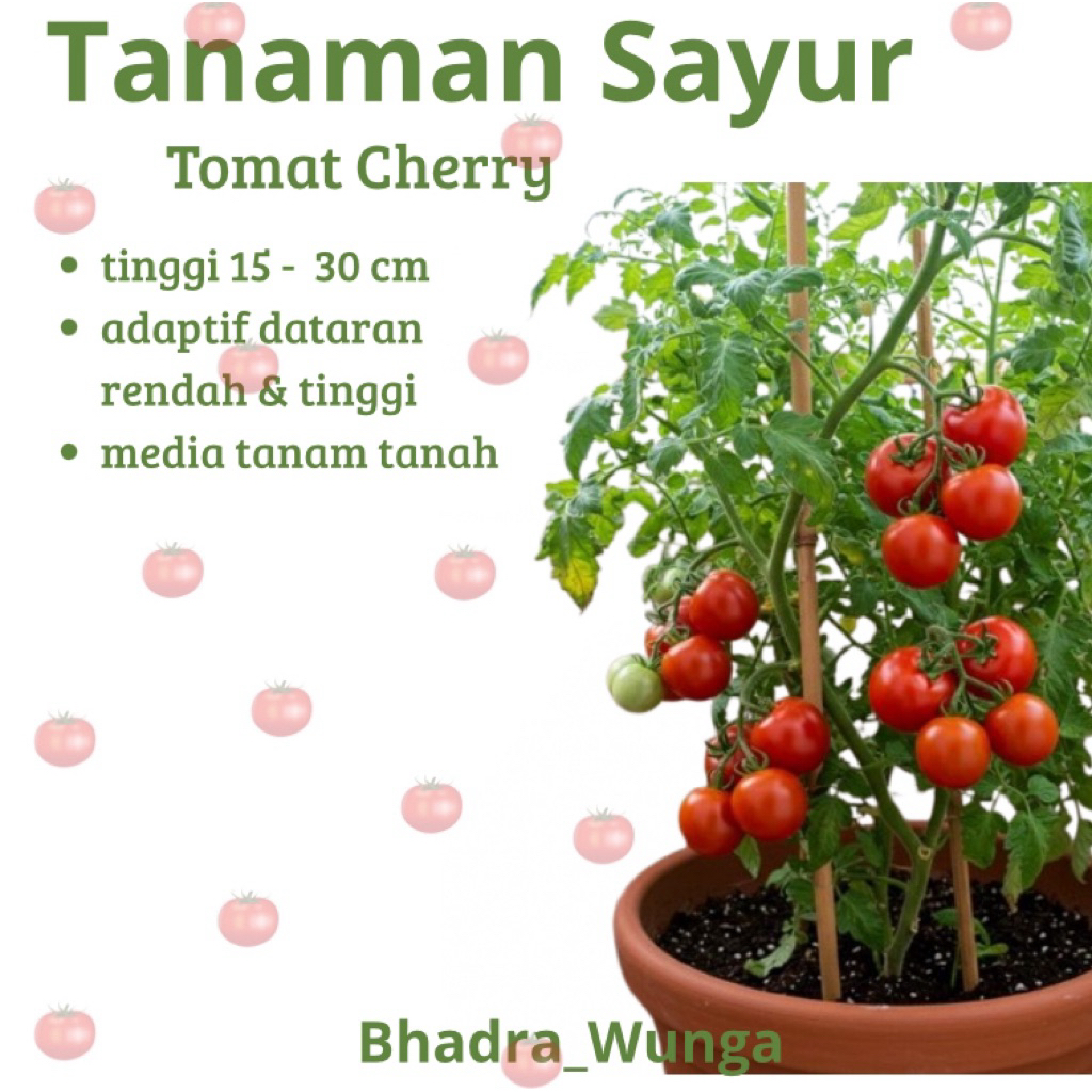 

Bibit Tomat Cherry Unggul - Tomat Mini Manis Segar