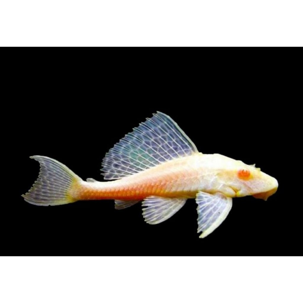 pembersih sapu albino, algae eater size remaja