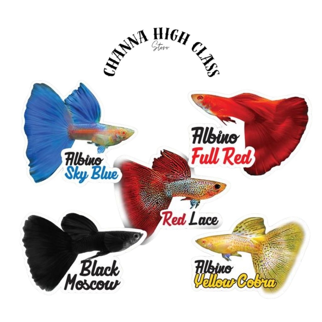 

Stiker hp lucu gupy ber ukuran2-3cm warna rondom GUPY lucu SEPASANG (Bisa COD) stiker ponsel lucu