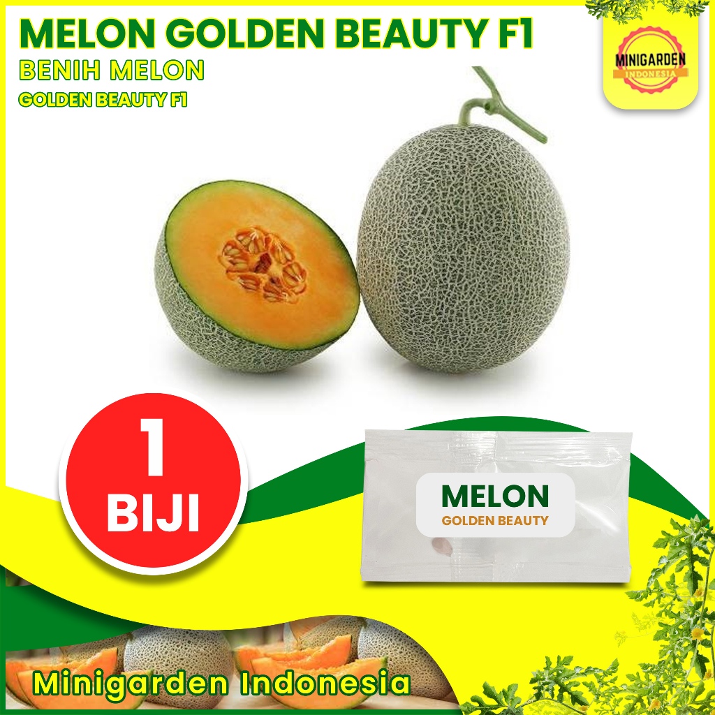 1 biji benih melon golden beauty F1 bibit tanaman buah bisa hidroponik MGI minigarden indonesia