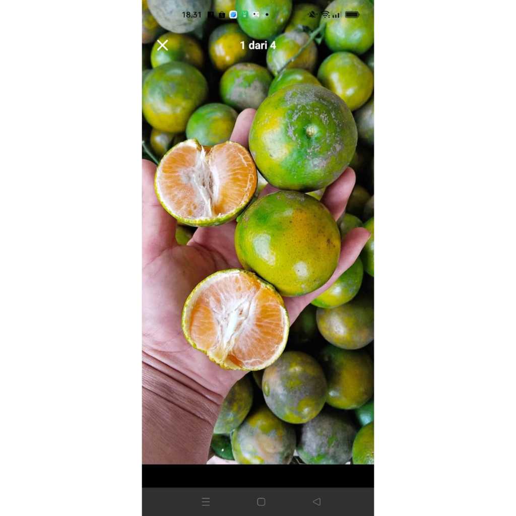 

buah jeru manis(500gram dan 1000gram)di jamin juice dan segar