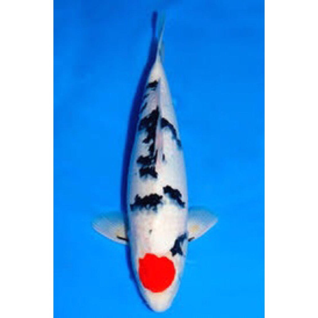 koi tancho showa size 30cm