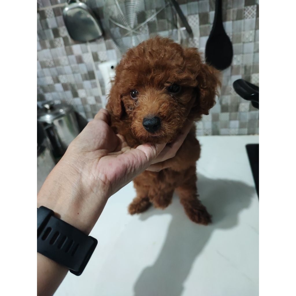 toy red poodle