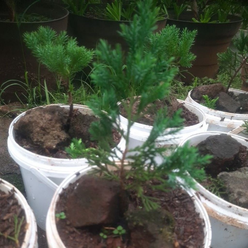 paket cemara sinensis 5 pohon