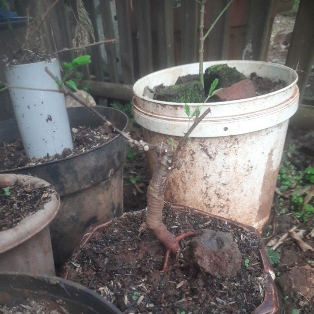 Tanaman putri malu / tanaman herbal /bonsai putri malu