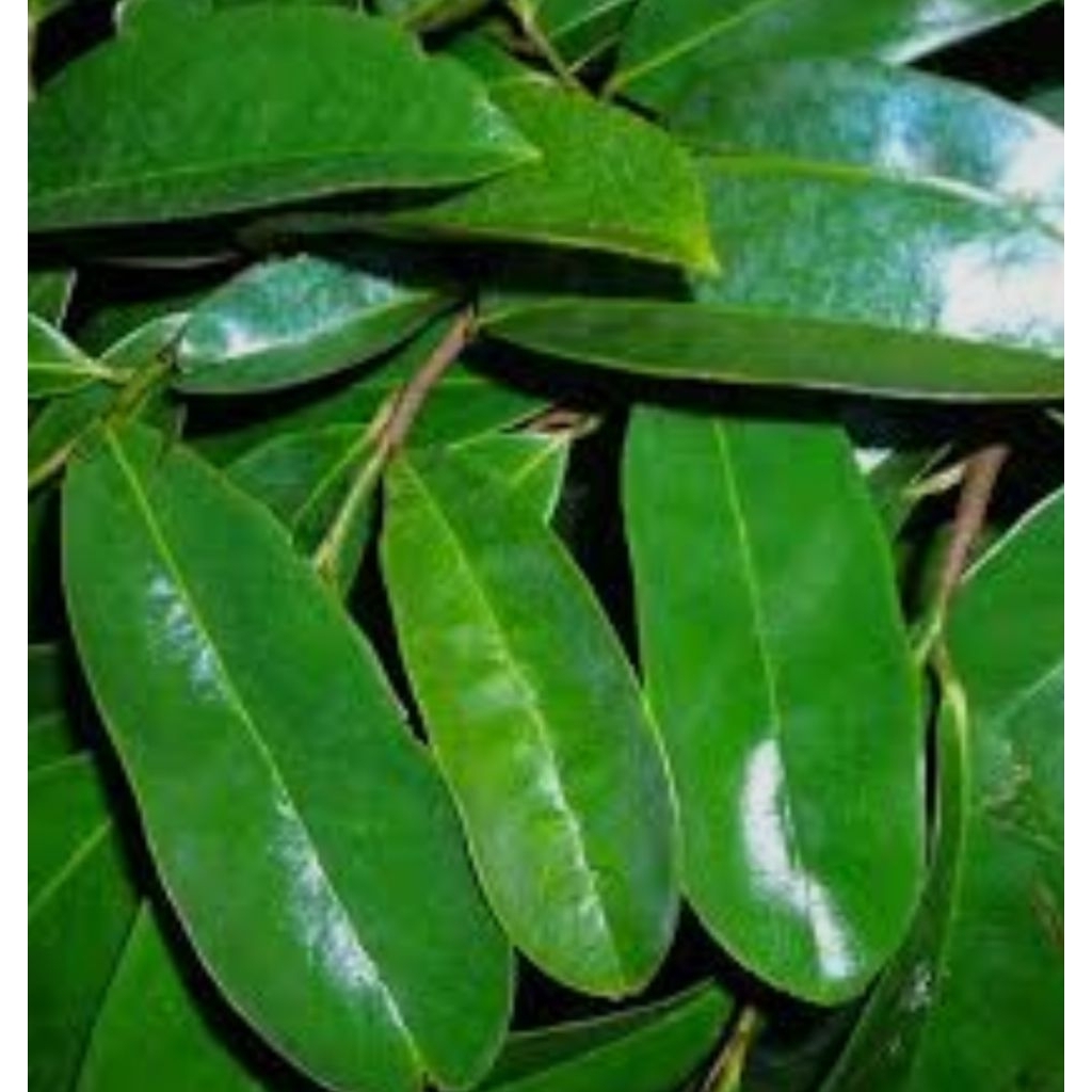 

DAUN NANGKA WALANDA 1kg