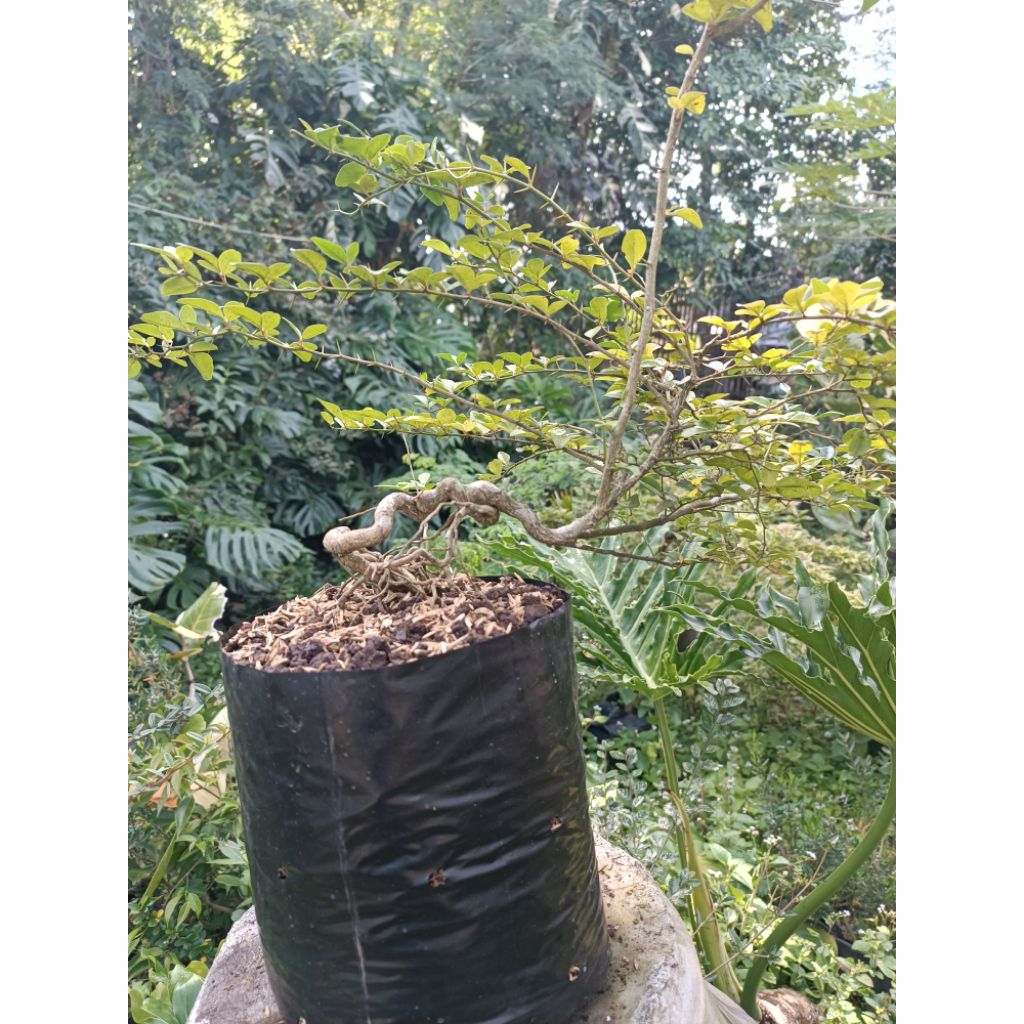 Bonsai Jeruk Kingkit