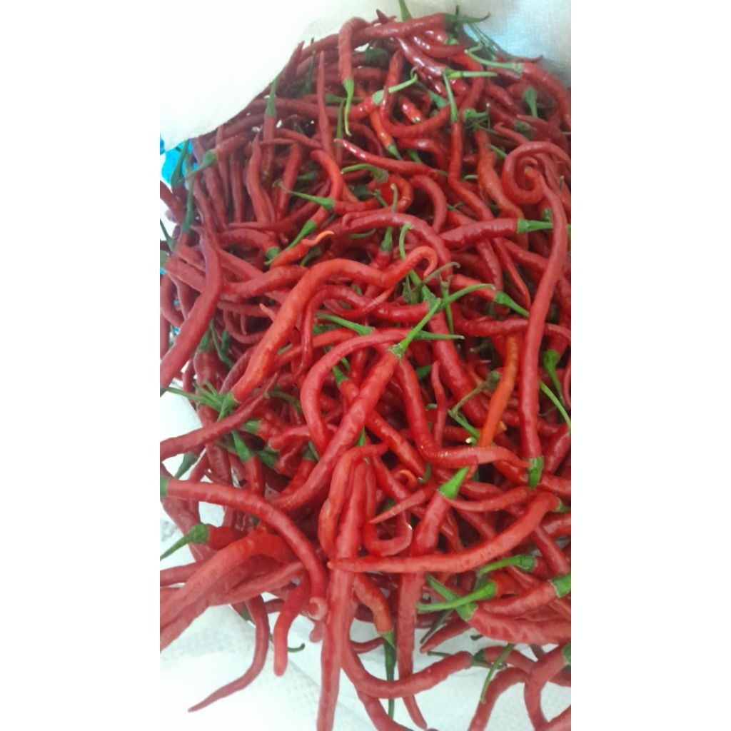 

Cabe kriting fresh