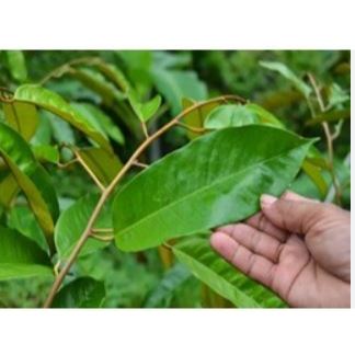 

DAUN DUREN DAUN DURIAN SEGAR 100LEMBAR