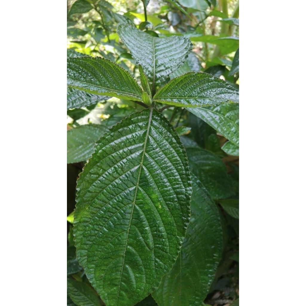 

Daun pecah beling ki beling segar 100 gram