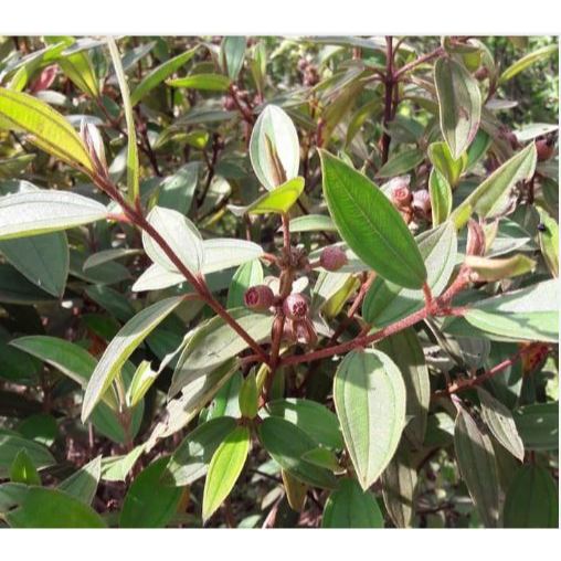 

DAUN HARENONG DAUN SENGANI 500GR