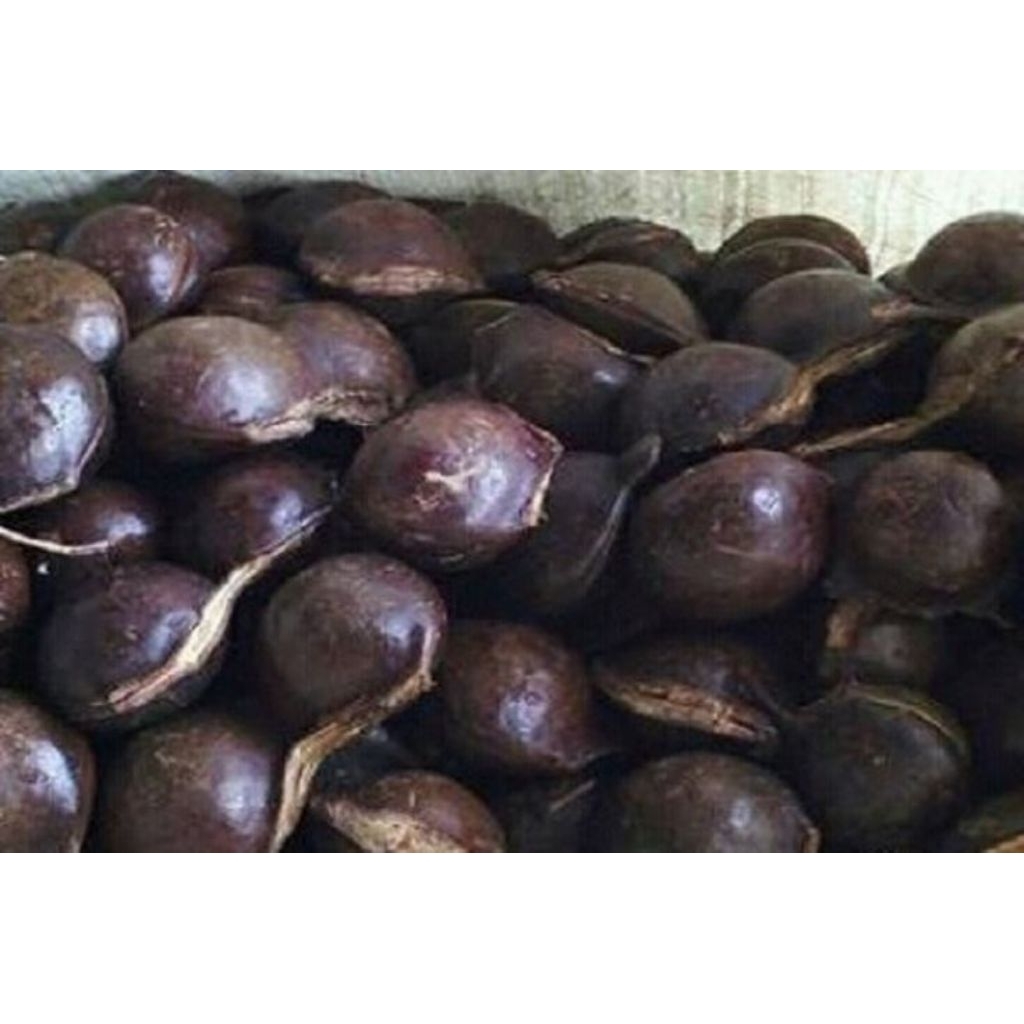 

jengkol muda utuh geletokan segar