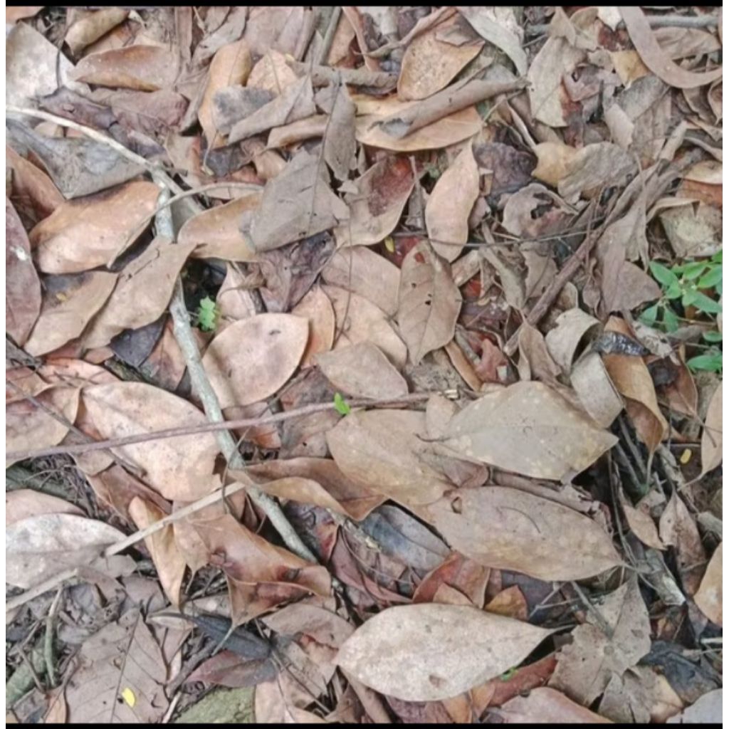 Daun kering campur kompos media tanam per 1 kg