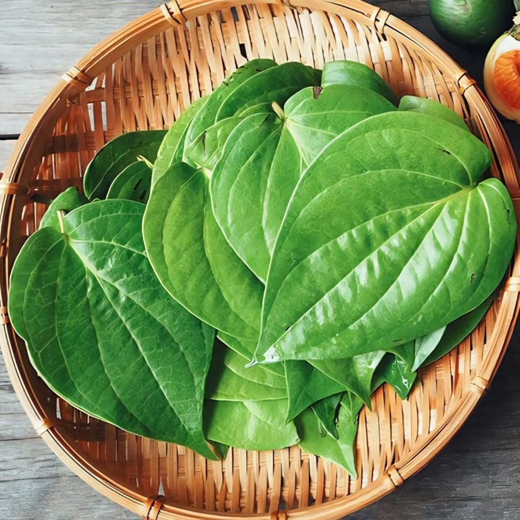 

Daun sirih 20 lembar