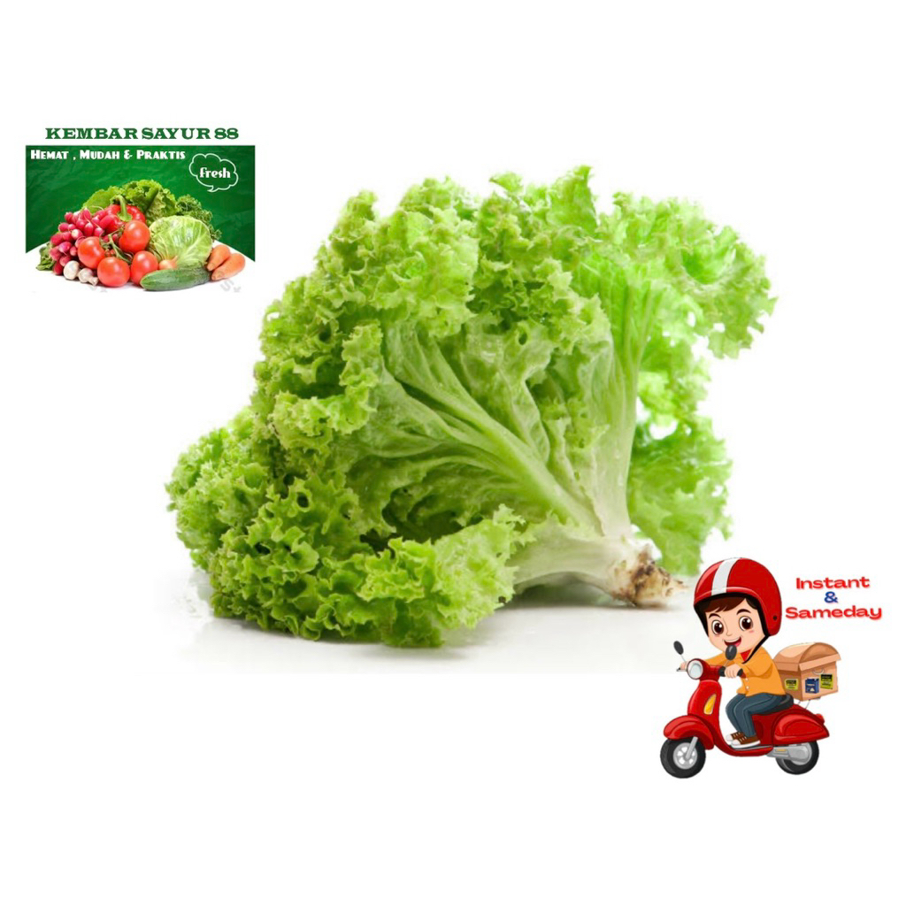 

Salada keriting - Kembarsayur88