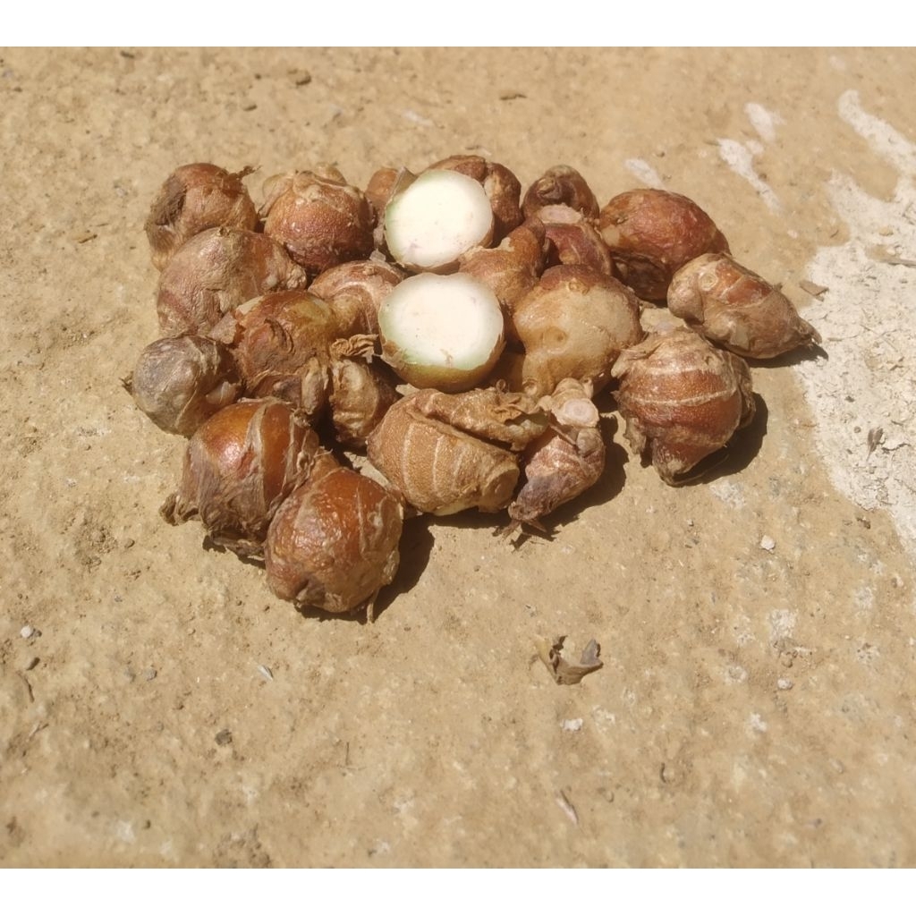 

Kencur_Segar_harga hemat 1kg !!