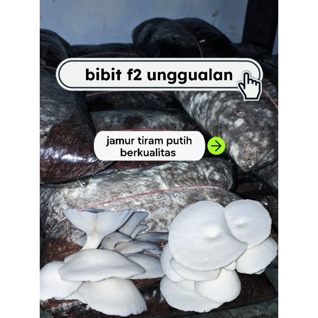 

bibit F2 jamur tiram putih
