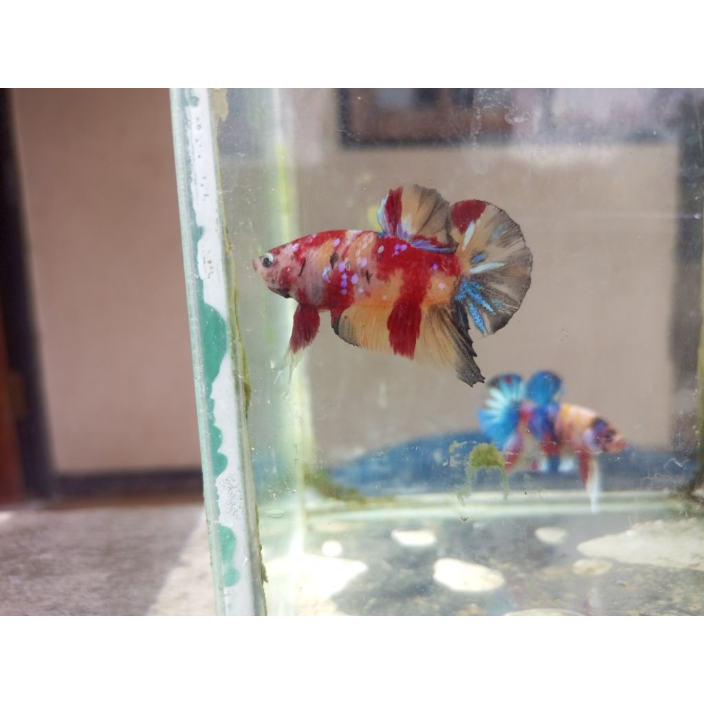 cupang nemo multi galaxy