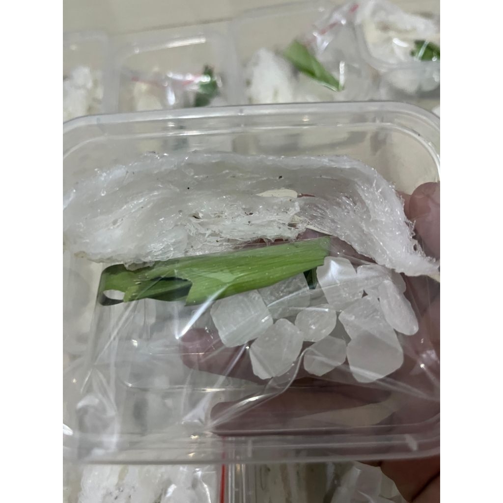 

sarang burung walet 5 gr