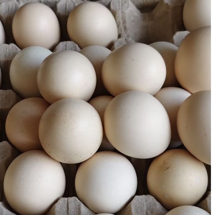 

TELOR AYAM KAMPUNG/Telur Ayam Kampung FRESH