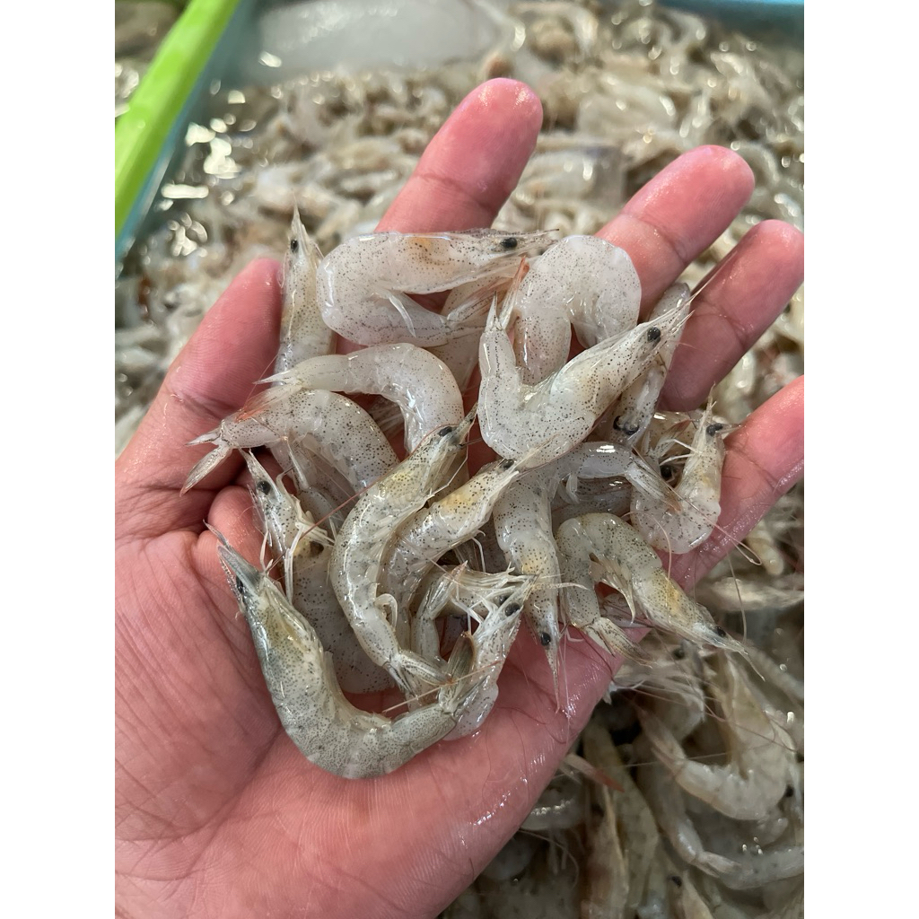 Udang Kecil Fresh Udang Krispy Bu Rudy