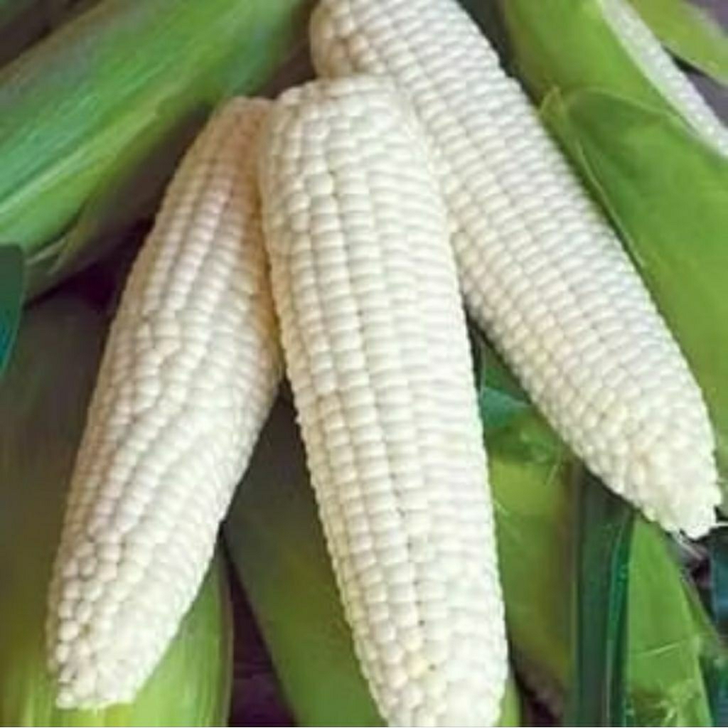 

Jagung putih pipil kering 1kg berkualitas