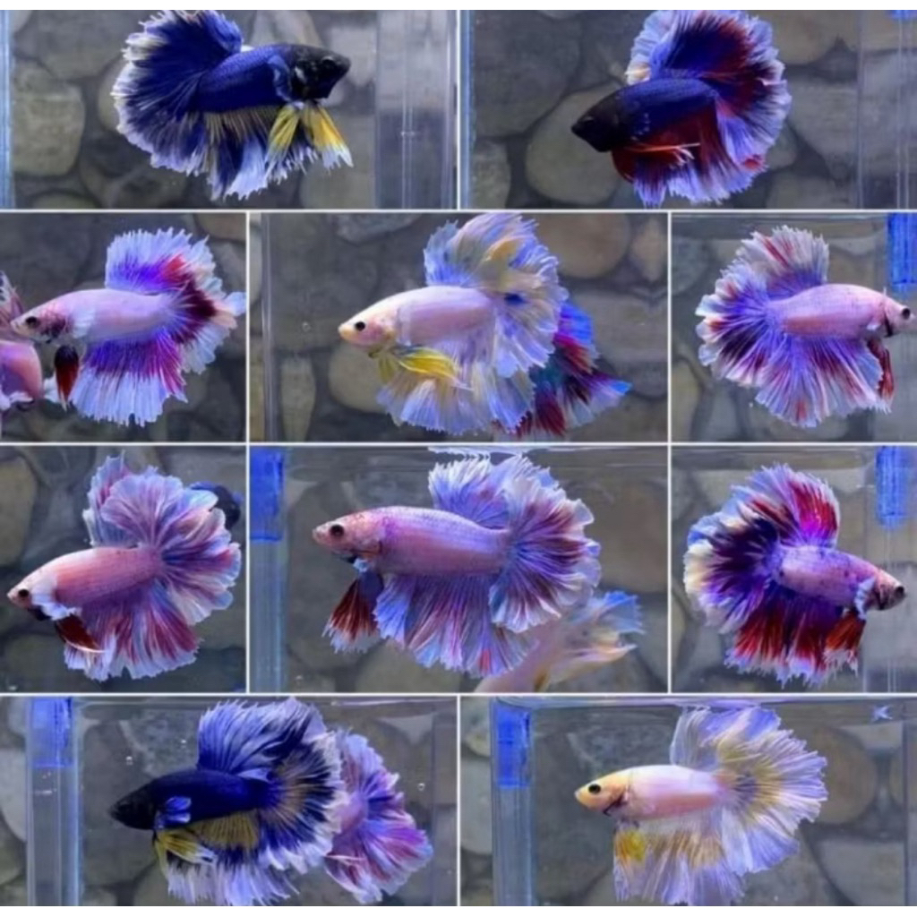 Cupang Halfmoon Lavender isi 5 ekor