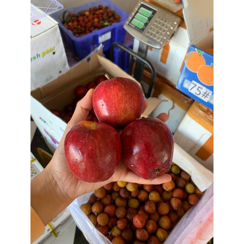 

Apel Merah Washington -+1kg