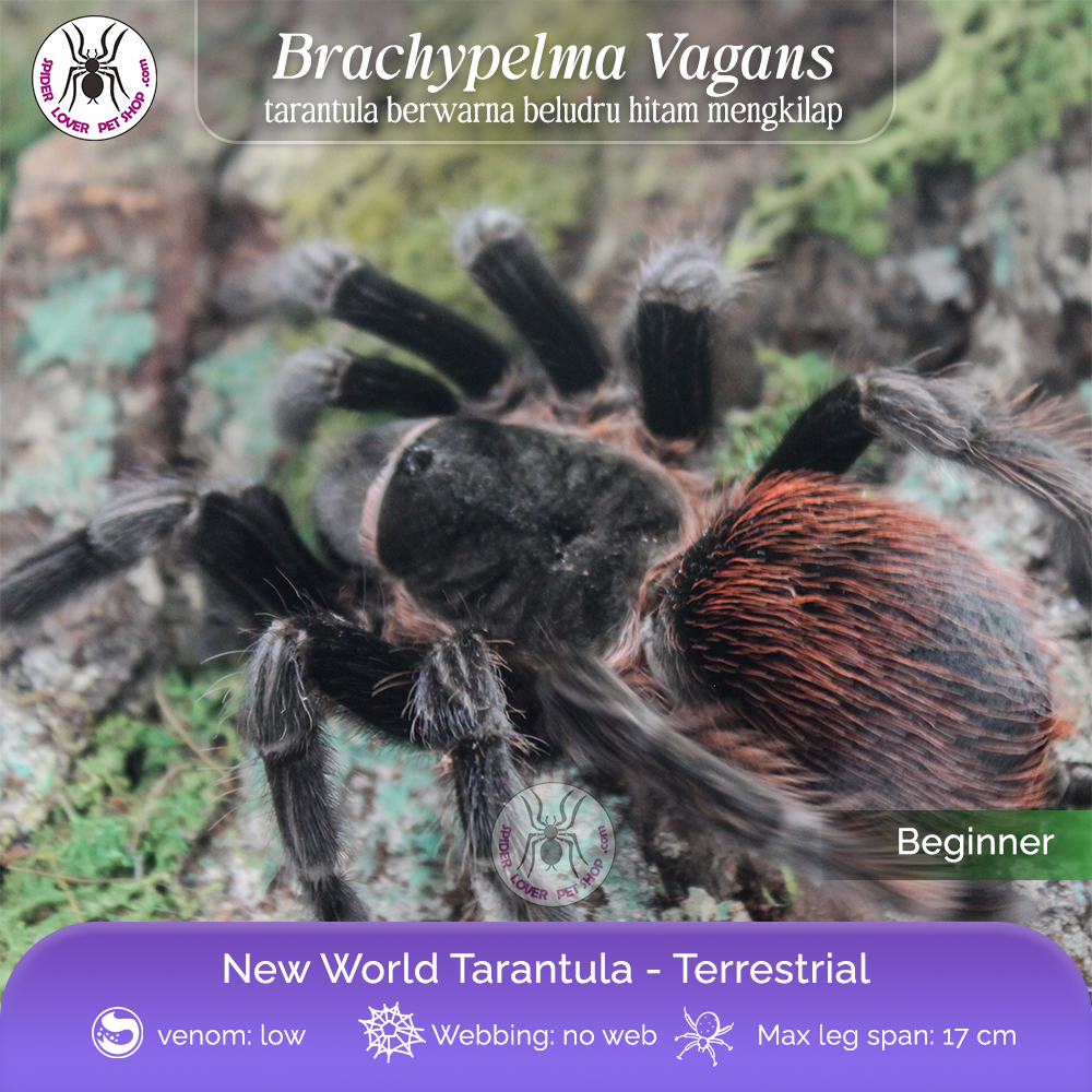 TARANTULA BRACHYPELMA VAGANS - FEMALE